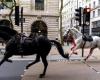 Dos de los caballos reales que habían escapado provocando el pánico en las calles de Londres resultaron gravemente heridos