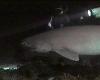 Gran tiburón en el Estrecho de Messina: rozó la costa