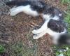 “Paremos la masacre de gatos en Velletri”: ahora también la petición en Change.org para salvarlos de los perros