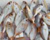Controles alimentarios en Palermo, incautación de pescado y piensos: multas muy elevadas