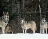 En Piamonte hay más de mil lobos: ¿especies para cazar o proteger?