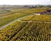 Burdeos “En Primeur” 2023: los comerciantes de vino esperan que se reanude la caída de los precios