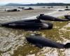 Decenas de ballenas piloto muertas tras varamiento masivo en Australia Occidental