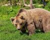 El Gobierno no impugna la “Ley sobre la matanza de osos” de Trentino, lo que preocupa a los defensores de los derechos de los animales. – BGS News – Buenos días Tirol del Sur