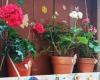 En Bitonto quince calles participan en el concurso “Mi calle en flor”