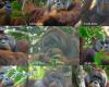 Un orangután de Sumatra utilizó plantas medicinales para curar una herida