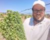 “Yo, productor de aceite en Sicilia, defiendo las aceitunas de la sequía con caolín”