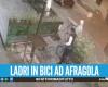 Absurdo en Afragola, ladrones en bicicleta roban mesas de bar: el video viral