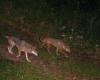 Un perro asesinado en Lessina por lobos, (por desgracia) nada nuevo: ”Si no se controla en las zonas rurales, puede suceder”. En Abruzzo 13 depredaciones en 3 meses
