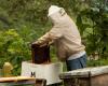 Cambio climático: abejas, apicultores y medio ambiente hacia el abismo en Sicilia