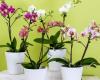 3 trucos naturales para que las orquídeas vuelvan a florecer — idealista/noticias