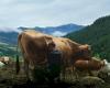 “Llegará otro verano”: un documental dedicado a la vida en los pastos de montaña de los Alpes de Cuneo