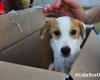 Abandonan en una caja sellada a un cachorro rescatado en Olbia