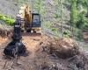 Nueva guarnición en Velletri contra la deforestación del Monte Artemisio: el Comité de Protección Forestal se moviliza