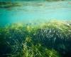 Con un ancla biodegradable, la Posidonia oceánica regresa a la Reserva Natural de Marsala – -