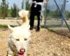 Foggia, el proyecto que lucha contra las adicciones con el cuidado de los animales