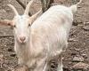 Animales, la cabra Fiocco busca una nueva familia La Gazzetta di Reggio