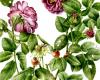 Exposición ‘Rosa fragrans. Dibujos y acuarelas de Aurora Tazza’ en el Museo de la Gráfica