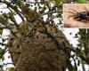 La avispa velutina en Lucca: encontrado un nido del insecto “asesino de abejas”