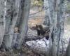 Parco d’Abruzzo, alimentando a los osos: hay quienes dicen que sí