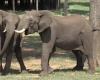 Descubrí cómo se saludan los elefantes africanos: la forma cambia según con quién hables