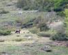 El hombre que alimentó a los hijos del oso Amarena fue “imprudente”: no hay polémica sino rigor científico detrás de la postura adoptada por el Parque Nacional de Abruzzo, Lazio y Molise