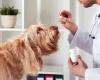 Asl2 Savona nuevas regulaciones sobre medicamentos veterinarios, reunión el 10 de mayo
