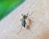Cuatro casos de dengue registrados en Umbría en 2024: la vacuna está disponible desde junio