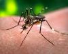 Cuatro casos de virus del dengue en Umbría tras un viaje al extranjero, según la ASL