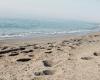 Playas sin humo: las directrices de la región de Apulia para el verano de 2024