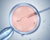 Procreación asistida, la mujer podrá solicitar la implantación del embrión en caso de muerte de su pareja o separación