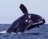La muerte de seis ballenas genera conversaciones sobre ecología y seguridad marina – Syracuse University News