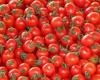 Módena, más de 100 niños envenenados tras comer tomates cherry en la escuela – Italia-Mundo