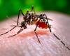 Un caso de dengue en Albenga, orden urgente del alcalde: “Acciones inmediatas de remediación y prevención”