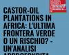 LAS PLANTACIONES DE RICINO EN ÁFRICA: ¿ÚLTIMA FRONTERA VERDE O UN RIESGO? – UN ANÁLISIS EN PROFUNDIDAD