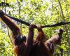 La diplomacia orangután oculta los riesgos medioambientales del aceite de palma
