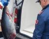 Atún rojo y pez espada en mal estado fueron descubiertos en una camioneta rumbo a Palermo