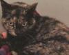 Gatito asesinado en Potenza, una procesión con antorchas contra la crueldad