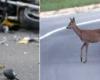 Nueva tragedia en las carreteras de Trentino: aparece un ciervo y el motociclista patina y choca, perdiendo la vida