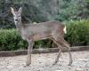 Golpeó a un ciervo en Pesaro, región de Las Marcas, condenado a indemnizar a un automovilista