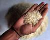Coldiretti Novara-Vco sobre el arroz: no al reconocimiento de la IGP Basmati propuesto por Pakistán