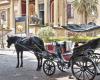 Miedo en Palermo, un caballo desbocado corre por calles del centro y causa destrozos