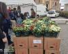 Día de la Madre: las Azaleas de Investigación también regresan a Livorno