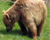 El Parque de los Abruzos: no hay que hacerlo uno mismo para alimentar a los osos