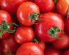 Más de 100 tomates ministeriales envenenados en escuelas de Emilia-Romaña