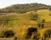 8 de los mejores vinos de la Maremma toscana por menos de 20 euros elegidos por Gambero Rosso