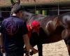 Quintana di Ascoli, las visitas médicas están bien para 26 caballos