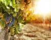 “Retrasos e inercias en las compensaciones urgentes para el sector vitivinícola”