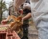 Gripe aviar: ¿Italia también se prepara para el riesgo de pandemia?