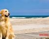 En Torrette toma forma “Bau Beach”, una zona para perros reservada a los amigos de cuatro patas